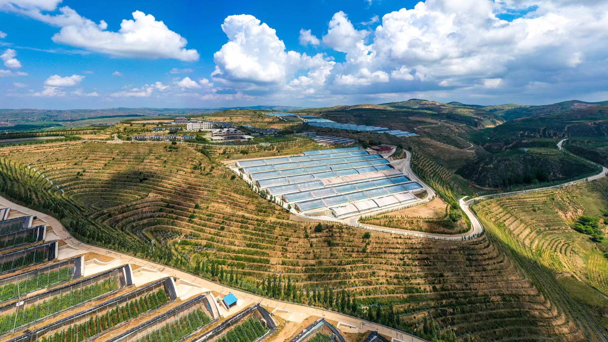 榆嶺窊村豐禾農(nóng)場的果蔬大棚。
