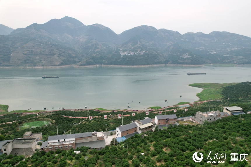 三沱村正以“三峽橙莊”建設為契機，描繪鄉(xiāng)村振興新圖景。人民網(wǎng)記者 劉政寧攝