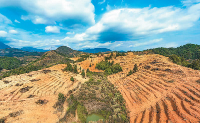 近年來，江西省撫州市南豐縣市山鎮(zhèn)竹源村因地制宜扶持當(dāng)?shù)剞r(nóng)戶利用荒山坡地種植油茶，使油茶成為山區(qū)群眾致富奔小康的綠色產(chǎn)業(yè)。圖為竹源村油茶種植區(qū)。 謝 東攝（人民視覺）