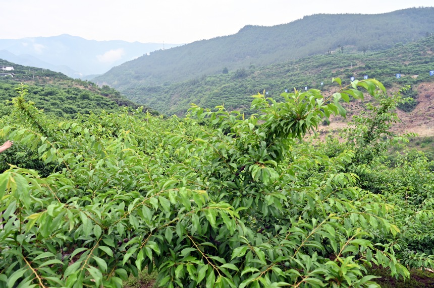 柑園村漫山遍野的脆李樹。鄒樂攝