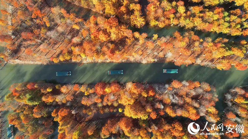 寧國落羽紅杉林。人民網(wǎng) 郭昊攝